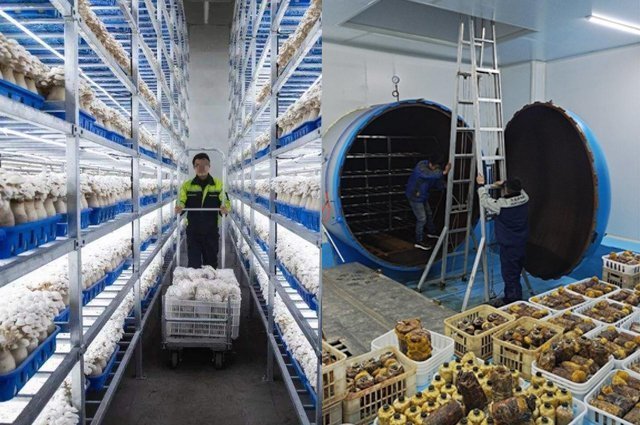 食用菌廠(chǎng)房無(wú)塵凈化車(chē)間工程設(shè)計(jì)施工方案